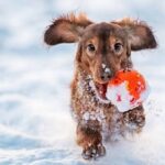 How Long Can Dogs Play In Snow? Facts Owners Should Know