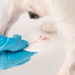 How Long Does Dog's Vulva Stay Swollen? Things To Know