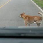 How Many Dogs Killed In Car Accidents? (Real Truth)