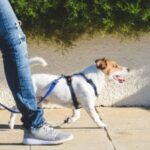 How Much To Charge To Let A Dog Out? Explained