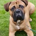 Is It Normal For Dogs To Have Loose Skin?