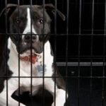 Should Dogs Be Crated In The Same Room? Things To Know