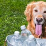 Should Dogs Drink Cold Water? Some Crucial Facts