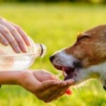 Should Dogs Drink Water After A Walk? Facts You Should Know