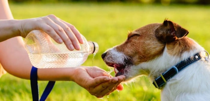should dogs drink water after a walk