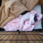 Should I Cover My Dog Crate With A Blanket At Night?