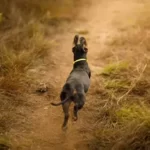 Should You Punish Your Dog For Running Away?