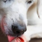 What Happens If Dogs Taste Human Blood? (Facts To Know)