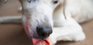 what happens if dogs taste human blood