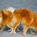 What Happens If You Separate Dogs While Mating? (Explained)