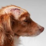 what to do if dogs stitches open
