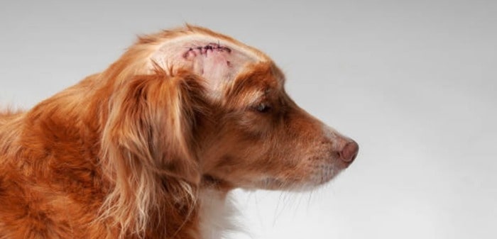 what to do if dogs stitches open