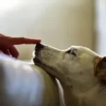 why do dogs not like their noses touched