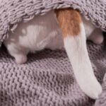 Why Do Dogs Wag Their Tails While Sleeping? (Explained)