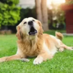 Why Does My Dog Move His Mouth Like He Is Talking?