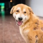 Will Dogs Hair Grow Back After Scab?