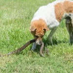 Will Dogs Keep Snakes Away?