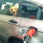 will dogs lick gasoline