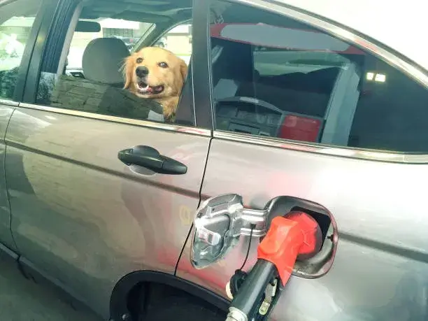 will dogs lick gasoline