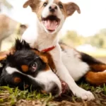Will Dogs Mate If They Live Together?