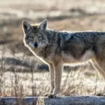 Will Dogs Mate With Coyotes?