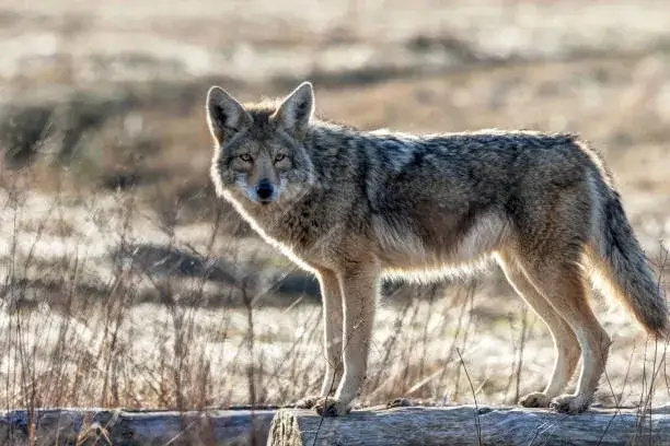 will dogs mate with coyotes