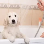 Will Dogs Nails Scratch A Bathtub?