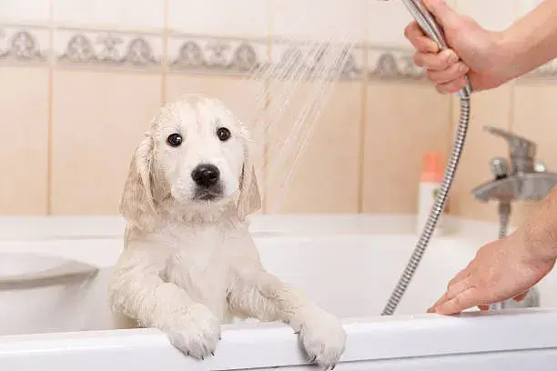 will dogs nails scratch a bathtub