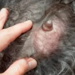 Will Dogs Nipples Go Back To Normal?
