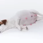 Will Dogs Nipples Shrink After Spay?