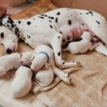 Will Dogs Nurse Other Puppies?