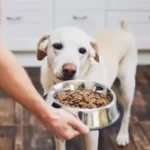 Will Dogs Starve Themselves To Death?