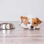 will dogs stop eating when they are full