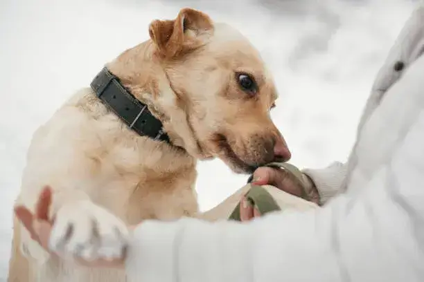 Do dogs get mad when you smell like another dog