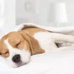 Why Does My Dog Sleep In My Spot When I Get Out Of Bed?