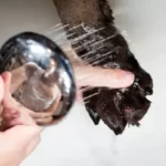 Can I Soak My Dogs Paws In White Vinegar?