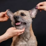 Do Dogs Like Getting Their Ears Rubbed?