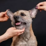 do dogs like getting their ears rubbed