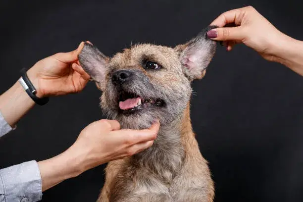 do dogs like getting their ears rubbed