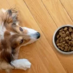 how late is too late to feed dog