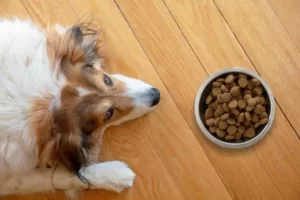 how late is too late to feed dog