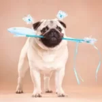 How Long Does It Take For A Dog's Spirit Stay After Death?