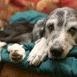How Long Does Rigor Mortis Last In Dogs?