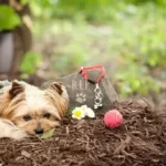 how long will a buried dog smell