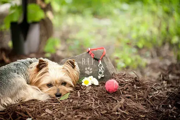 how long will a buried dog smell