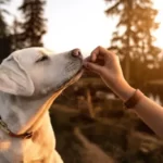 Is 4pm Too Early To Feed A Dog?