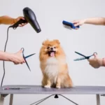 is it better to cut dog's hair wet or dry