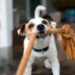 Is It Ok To Play Fight With Your Dog?