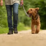 Is It Ok To Skip A Dog Walk?