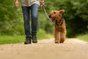 is it ok to skip a dog walk